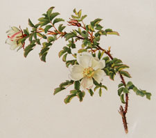 Rosa spinosissima (Garden Form)