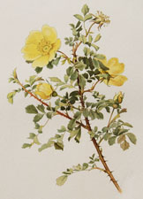 Rosa spinosissima, var. ochroleuca Baker