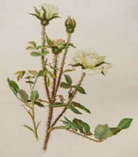 white moss rose