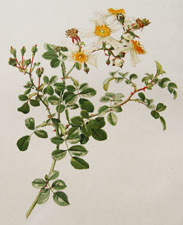 Rosa wichuraiana Crp