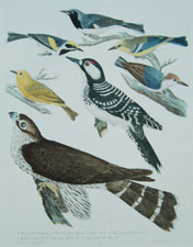 Woodpecker, Pigeon Hawk, Warblers