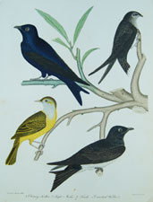 Chimney Swallow, Purple Martin, Connecticut Warbler