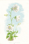 CAMPANULA CARPATICA ALBA