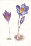 CROCUS NUDIFLORUS