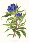 GENTIANA ANDREWSII