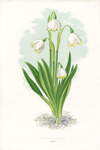 LEUCOJUM VERNUM