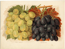 Grapes: Muscat of Alexandria, etc.