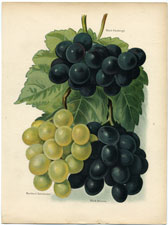 Grapes: Black Hamburgh, etc.