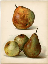Pears: Catillac, etc.