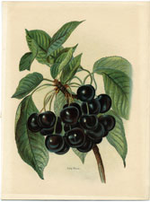 Early Rivers cherries