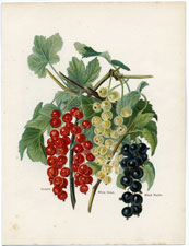 Currants