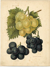 Grapes: Muscat, etc.