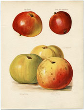 Apples: Irish Peach, etc.