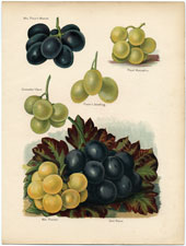 Grapes: Muscat, etc.