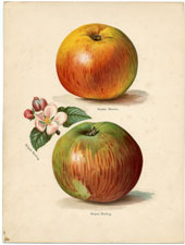 Apples: Newton Wonder, etc.