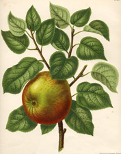 Cellini apple (Belgian publication circa 1879)