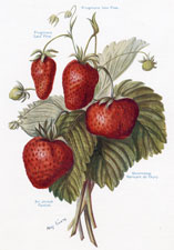 Varieties of Strawberries