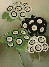 Auriculas