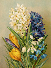 Hyacinths-Crocus-Snowdrops-and Scillas