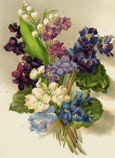 Violets