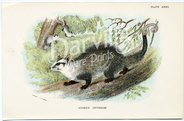 Azara's Opossum