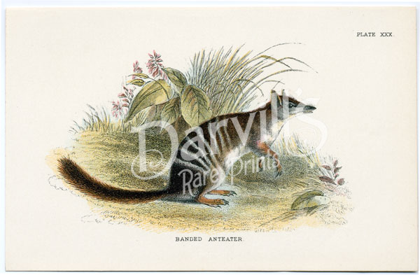 Banded Anteater