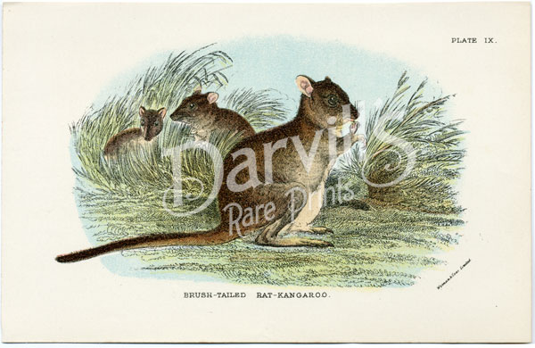 Brush-tailed Rat Kangaroo
