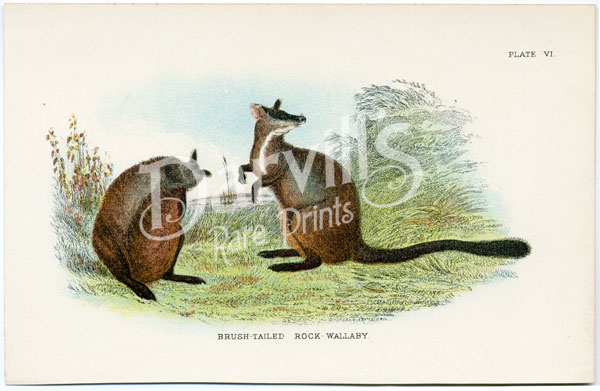Brush-tailed Rock Wallaby