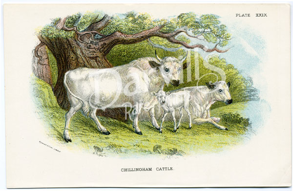 Chillingham Cattle