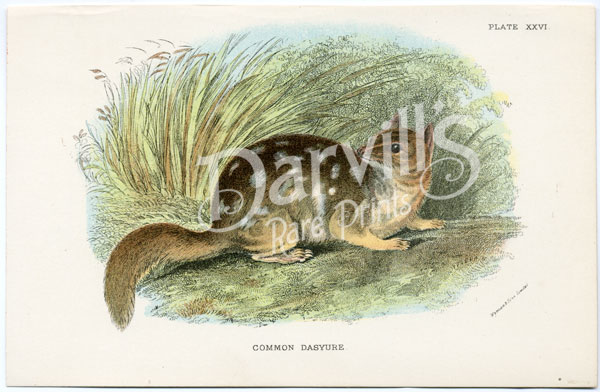 Common Dasyure