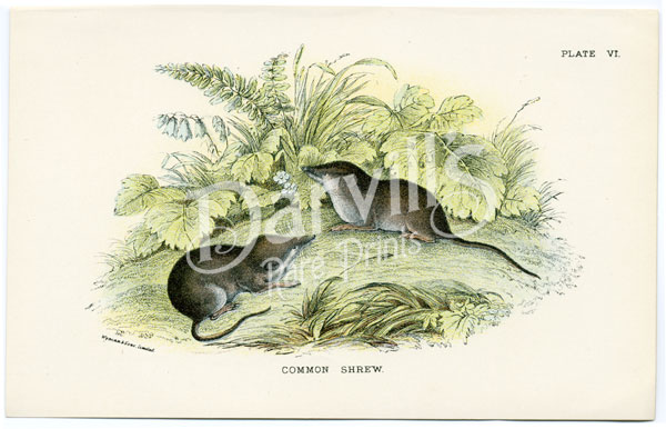 Common Shrew