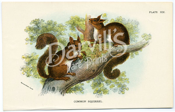 Common Squirrel