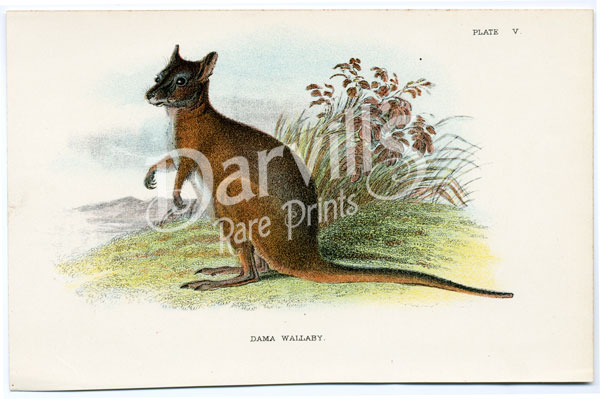Dama Wallaby