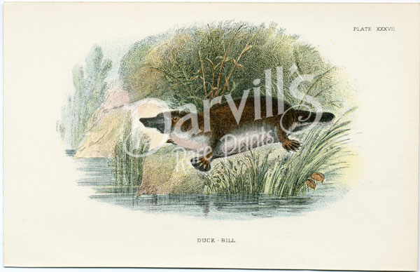 Duck-billed Platypus