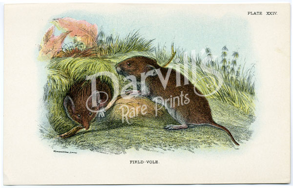 Field Vole