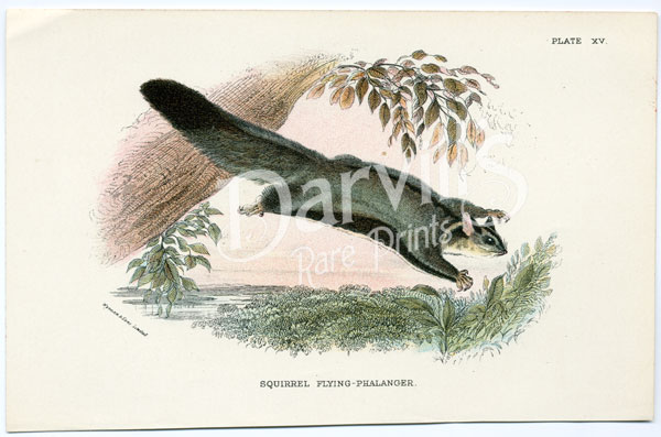 Flying Squirrel