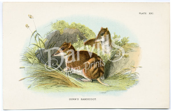 Gunn's Bandicoot