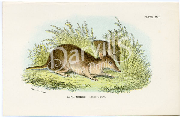 Long-nosed Bandicoot