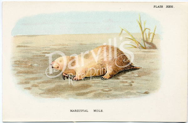 Marsupial Mole