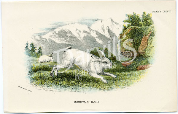 Mountain Hare