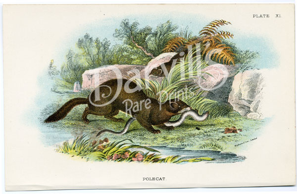The Polecat