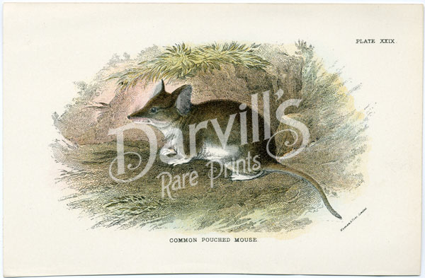 Common Pouched Mouse