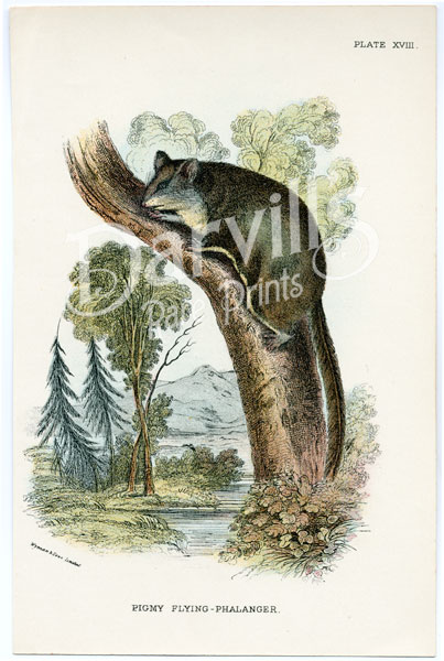 Pygmy flying squirrel