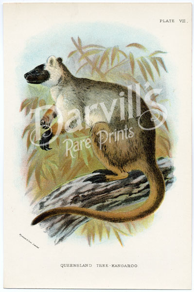 Queensland Tree Kangaroo