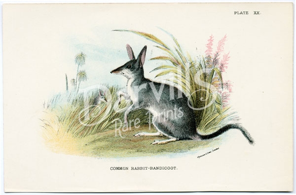 Common Rabbit Bandicoot