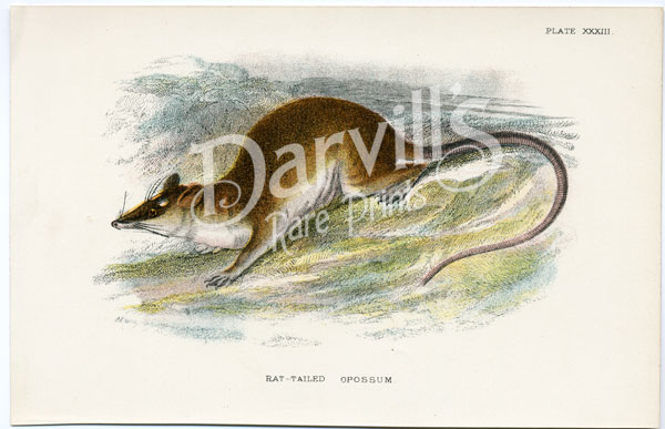 Rat-tailed Opossum