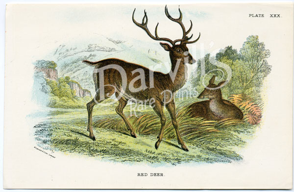 Red Deer