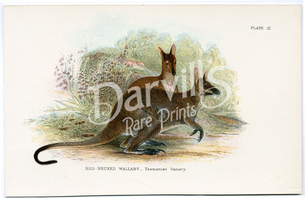 Red-necked Wallaby
