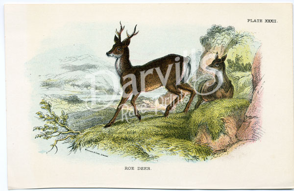 Roe Deer