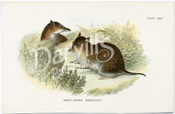 Short-nosed Bandicoot